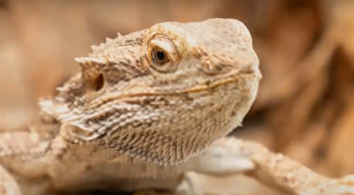 Top 5 Best Basking Bulbs for Bearded Dragons [June 2024 Review
