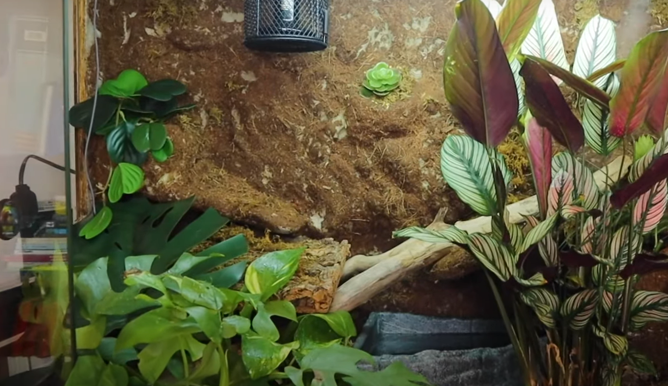 Top 5 Best Plants for Ball Python [February 2026 Review] - ReptileProfy