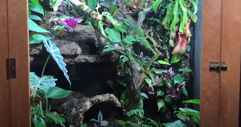 Top 5 Best Plants for Ball Python [February 2026 Review] - ReptileProfy