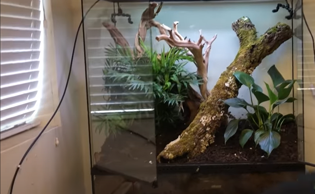 Exo Terra 36x18x36 Terrarium Review in August 2023 ReptileProfy