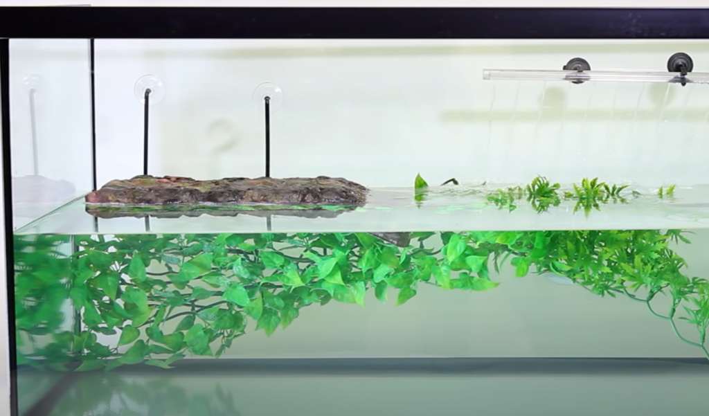 Do Turtles Need A Filter?