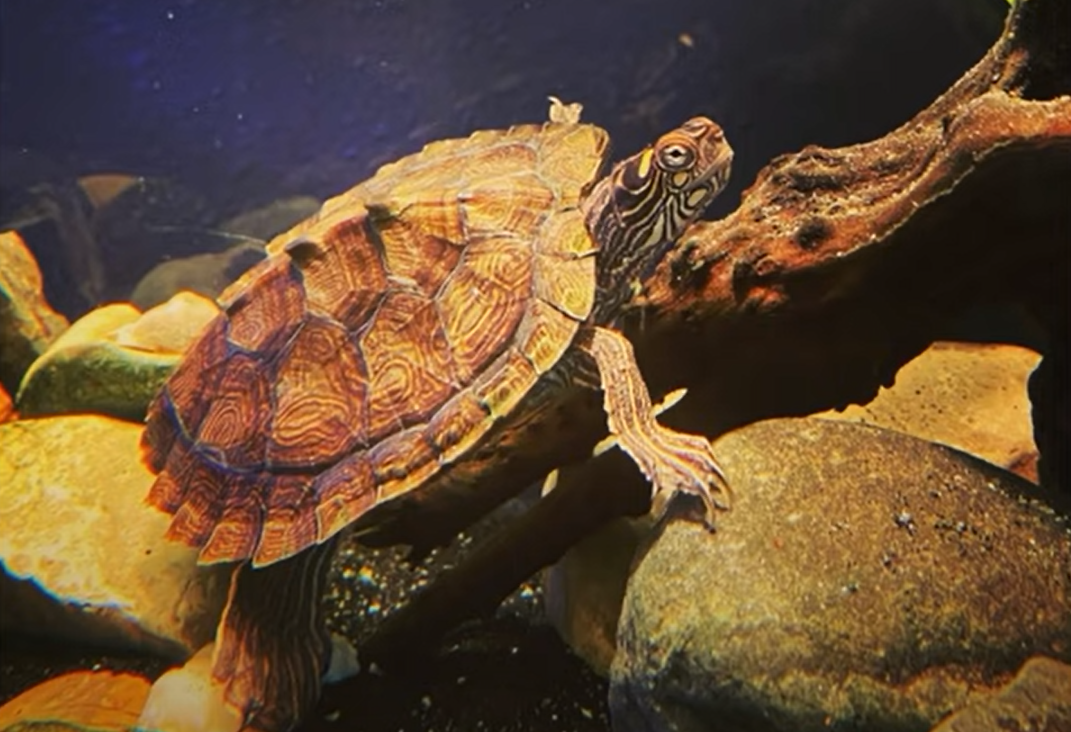 How Fast Does a Turtle Grow? Interesting Facts ReptileProfy