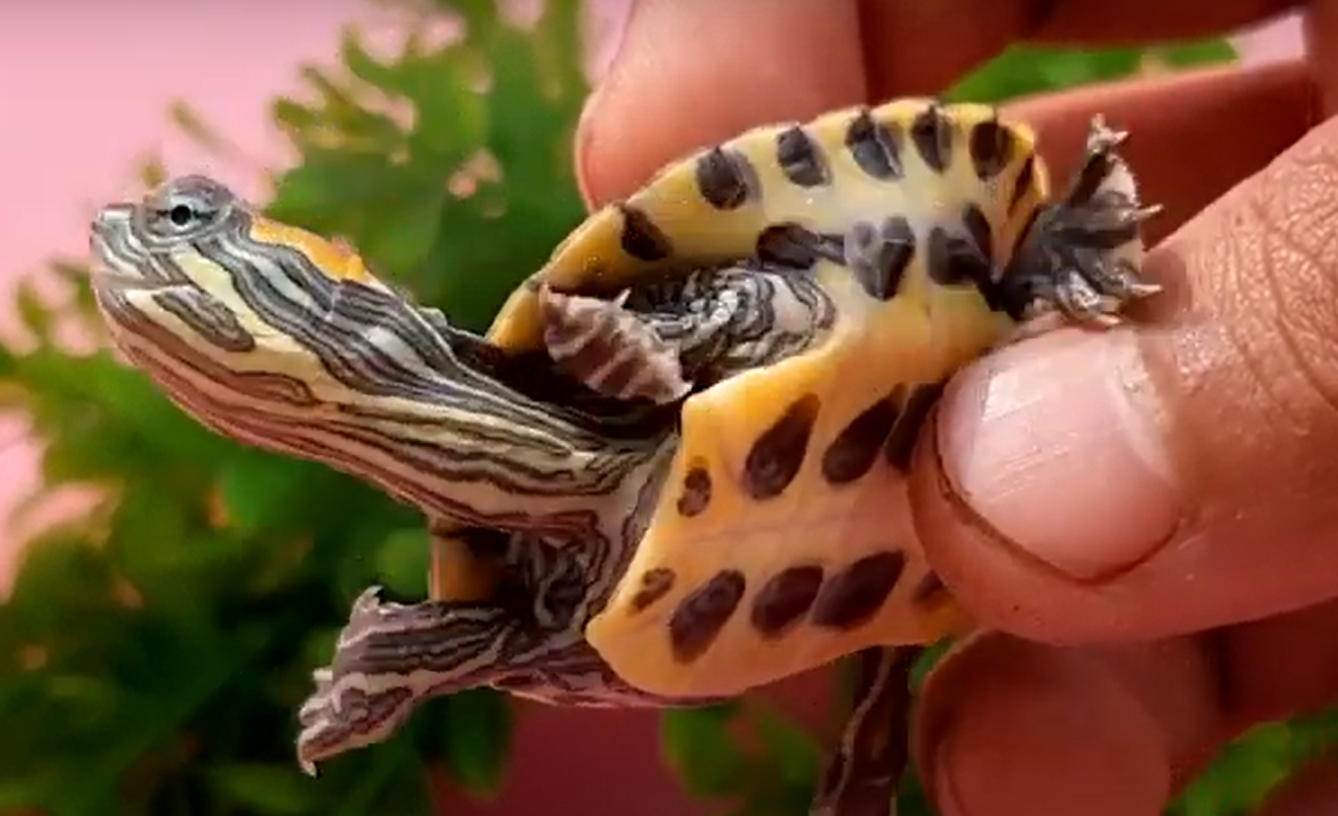 How Fast Does a Turtle Grow? Interesting Facts ReptileProfy