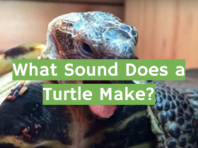 What Sound Does a Turtle Make?