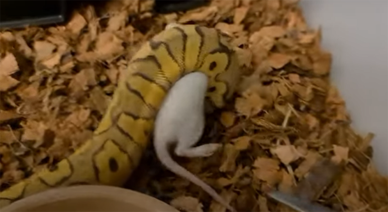 Why is My Ball Python Not Eating? Explained - ReptileProfy