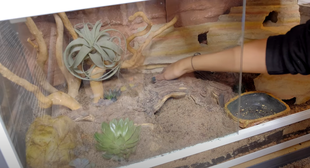 What Reptile Can Live in a 10 Gallon Tank? ReptileProfy