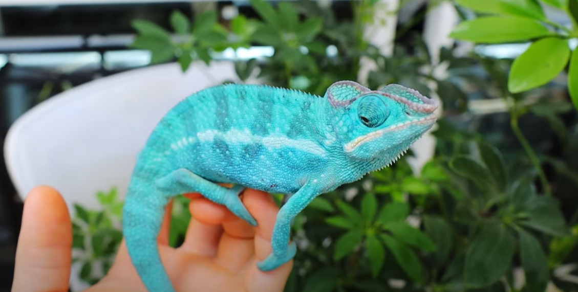 How to a Reptile Breeder? ReptileProfy