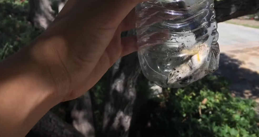 How to Catch a Lizard Without Killing It? ReptileProfy