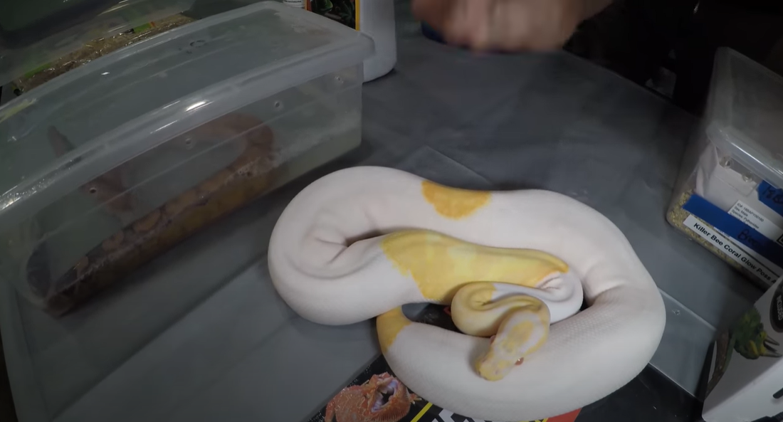 How to Get Rid of Reptile Mites? ReptileProfy