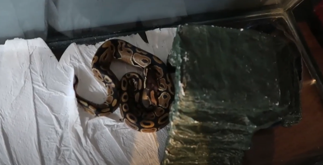 What Reptile Can Live in a 10 Gallon Tank? ReptileProfy