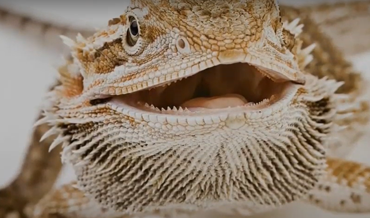 Top 5 Best Dehumidifiers for Bearded Dragons in February 2024