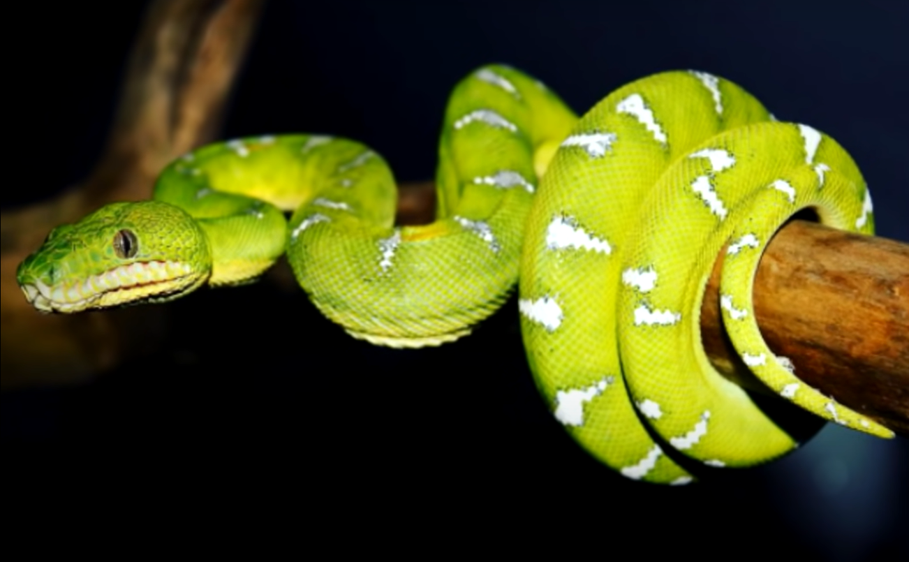 Top 5 Best Humidifiers for Ball Pythons in October 2023 ReptileProfy