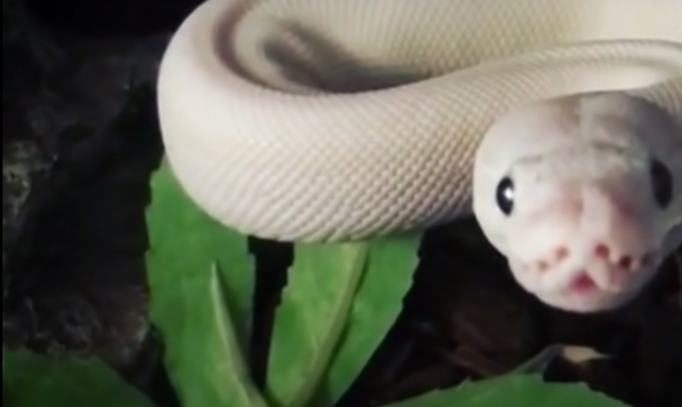 Top 5 Best Humidifiers for Ball Pythons in October 2023 ReptileProfy