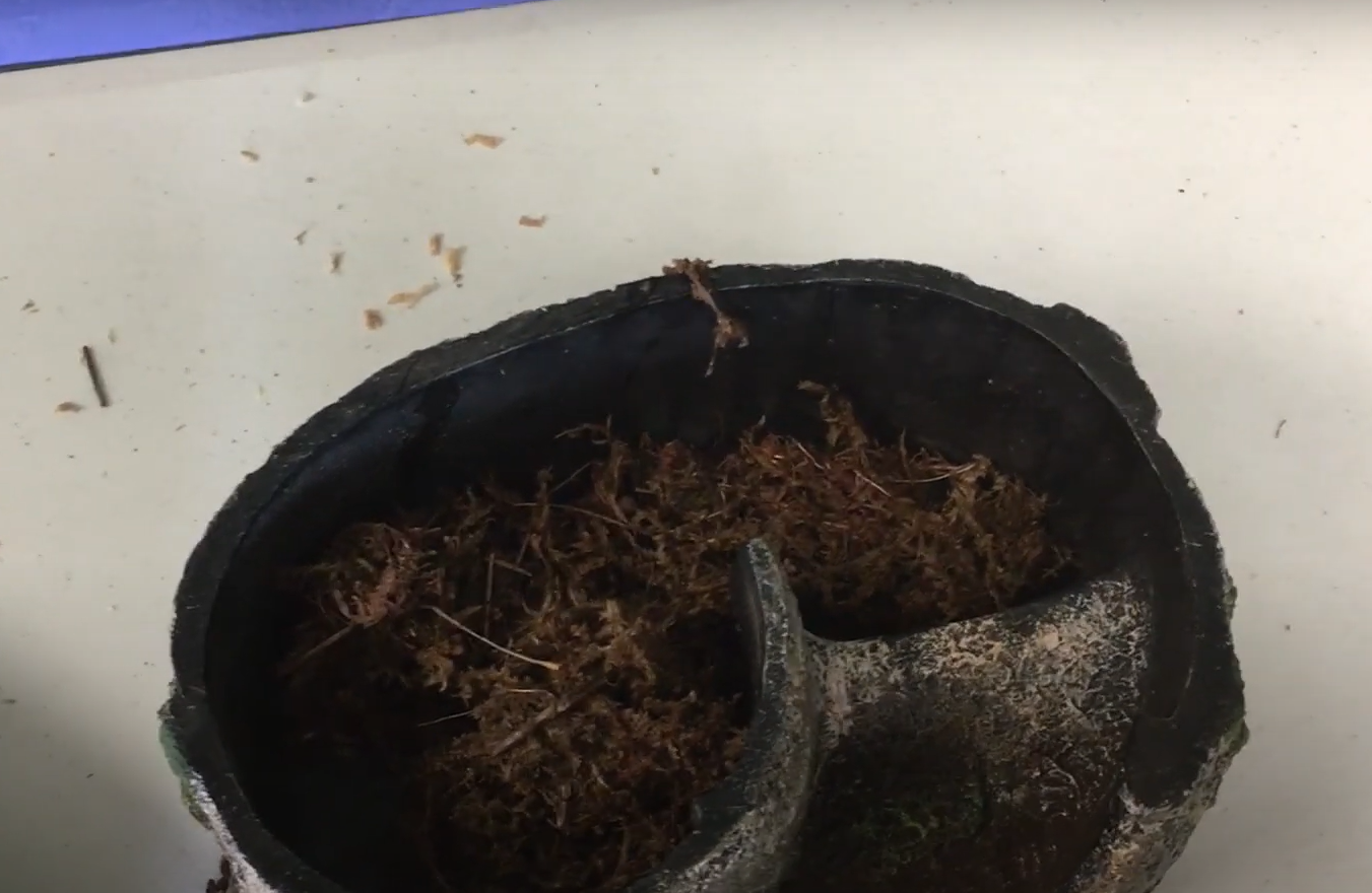 Top 5 Best Moss for Leopard Gecko in June 2023 ReptileProfy