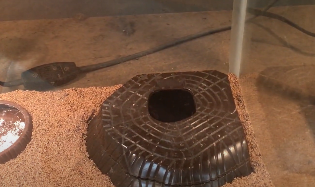 Top 5 Best Moss for Leopard Gecko in June 2023 ReptileProfy