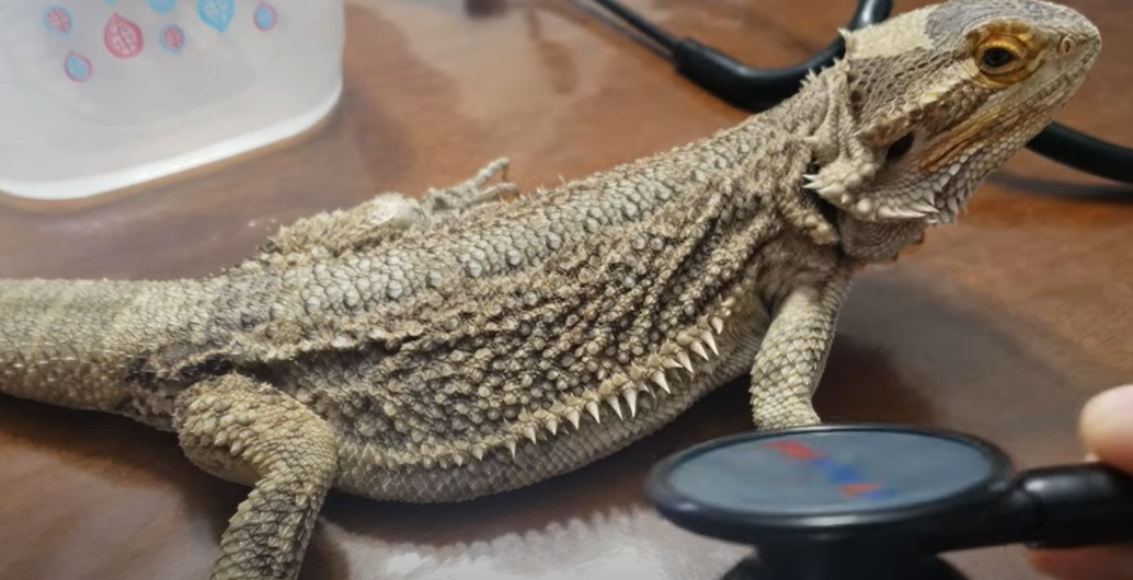 Can A Lizard Hear ReptileProfy can-a-lizard-hear-reptileprofy