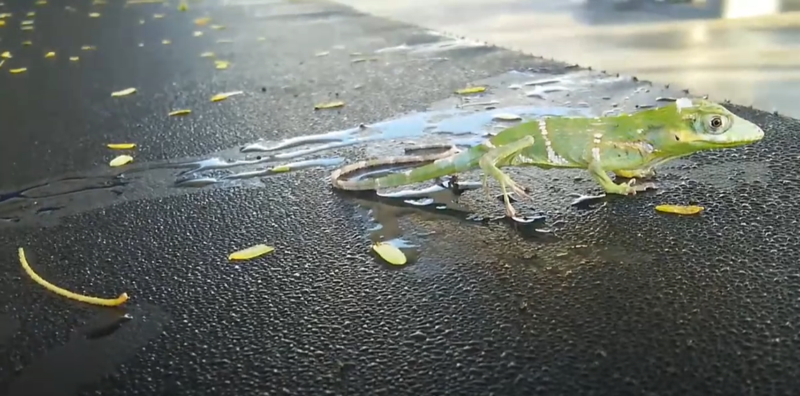 Lizard Not Moving But Breathing What to Do? ReptileProfy