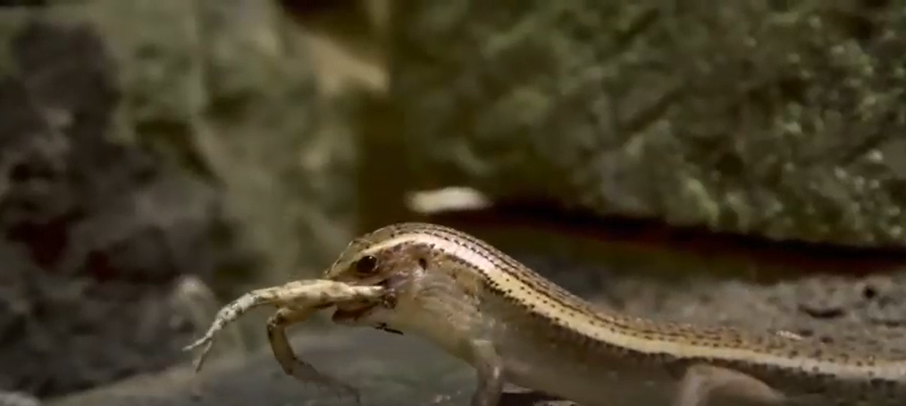 How are Amphibians and Reptiles Alike