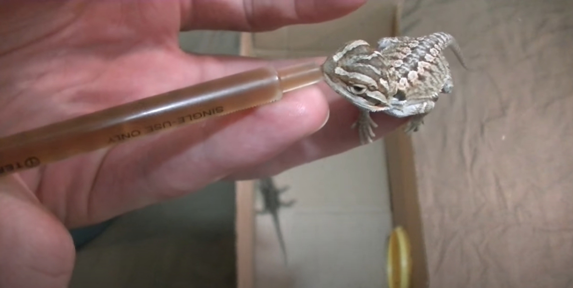 Lizard Not Moving But Breathing What to Do? ReptileProfy