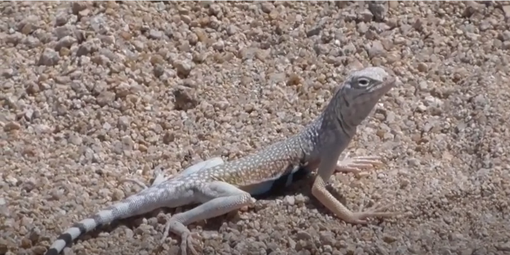 Iguana vs. Lizard What’s the Difference? ReptileProfy