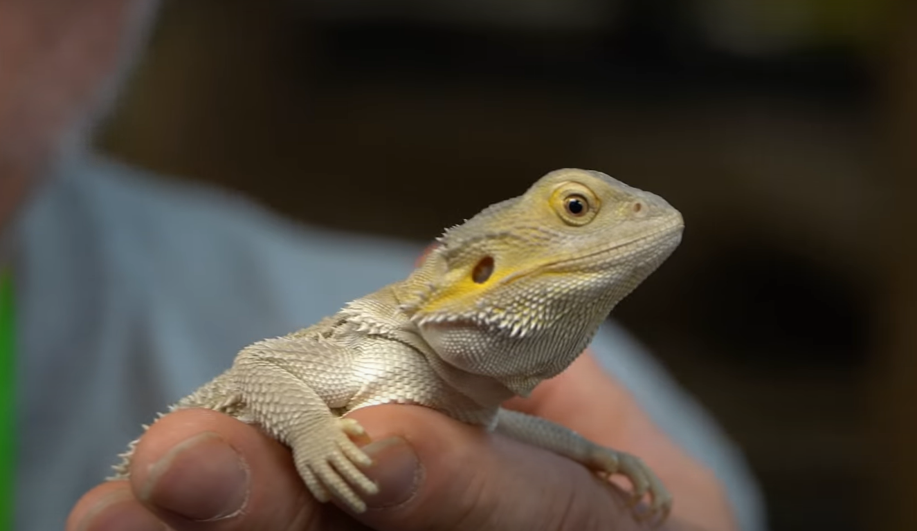 Can Bearded Dragons Eat Cantaloupe? ReptileProfy