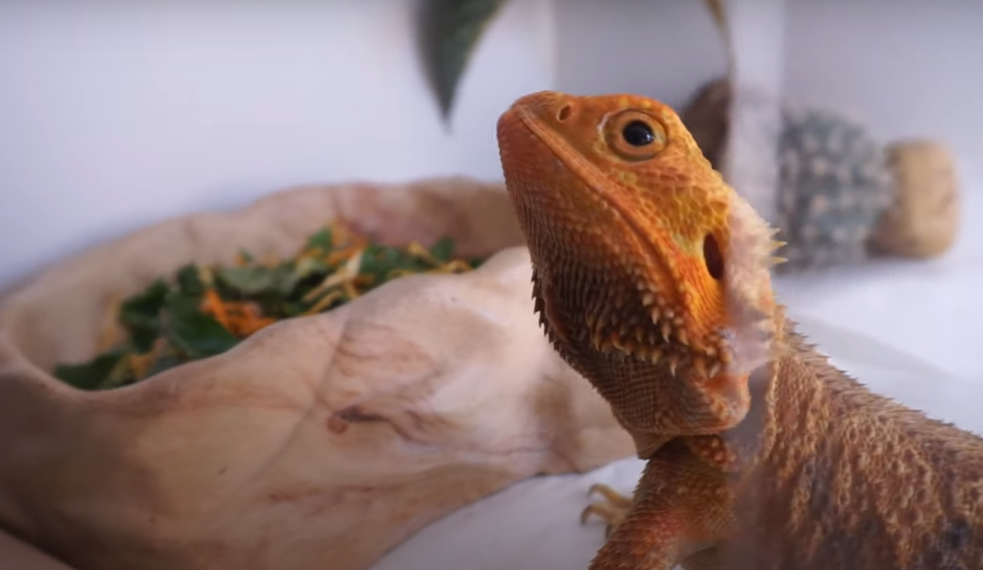 Can Bearded Dragons Eat Cantaloupe? ReptileProfy