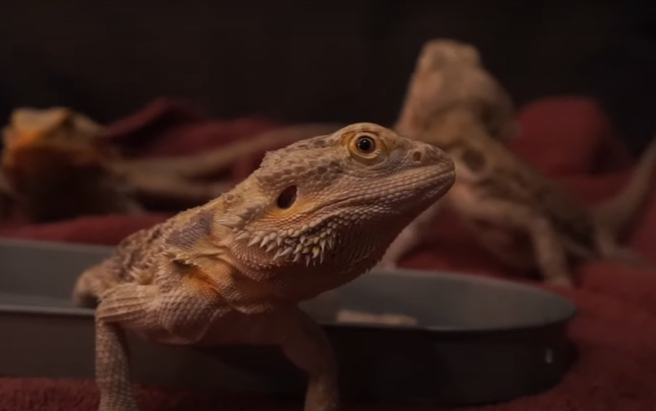 Can Bearded Dragons Eat Cantaloupe? ReptileProfy