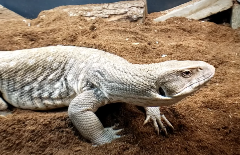 Can Bearded Dragons Eat Green Beans? ReptileProfy